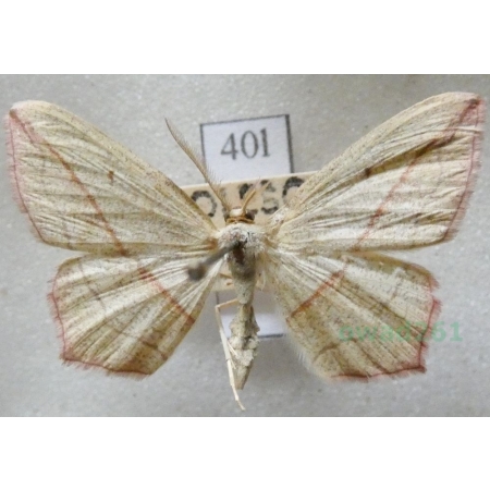 Rhodostrophia vibicaria (Clerck, 1759) Zdobik różopas Czech40l